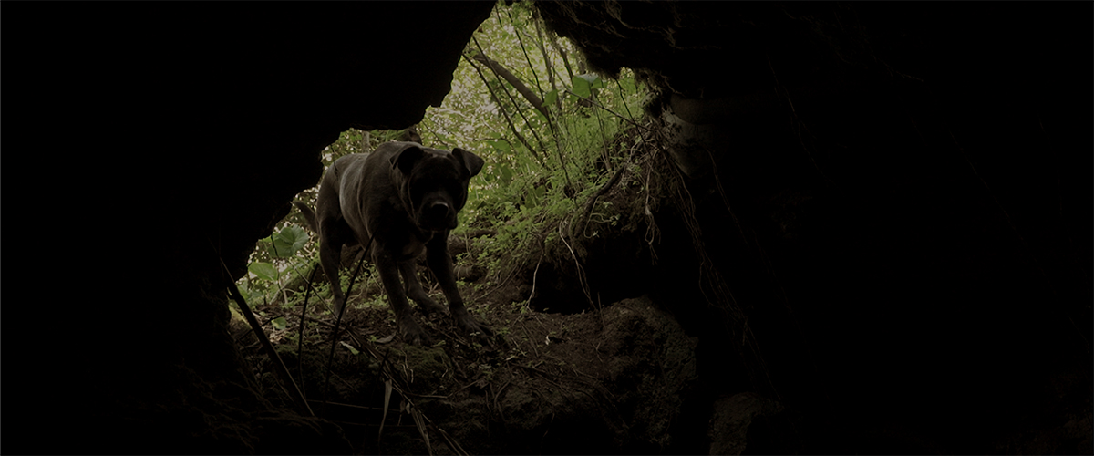 C E Un Lupo Nel Parco Del Re Cinema Du Reel